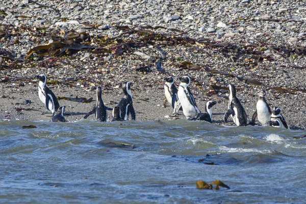 Afrikai Pingvinek Spheniscus Demersus Halifax Szigeten Luderitz Városához Közel Namíbiában Stock Fotó