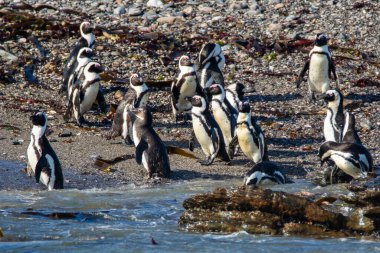 Afrika penguenleri, Spheniscus demersus, Halifax Adası 'nda, Namibya' nın Luderitz kasabası yakınlarında.