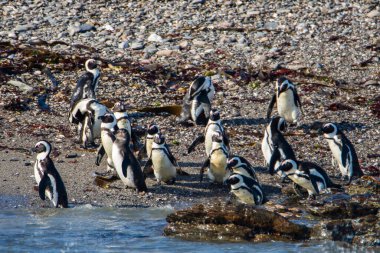 Afrika penguenleri, Spheniscus demersus, Halifax Adası 'nda, Namibya' nın Luderitz kasabası yakınlarında.