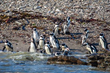 Afrika penguenleri, Spheniscus demersus, Halifax Adası 'nda, Namibya' nın Luderitz kasabası yakınlarında.