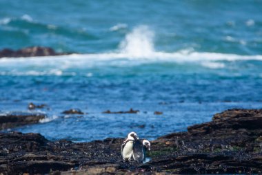 Afrika penguenleri, Spheniscus demersus, Halifax Adası 'nda, Namibya' nın Luderitz kasabası yakınlarında.