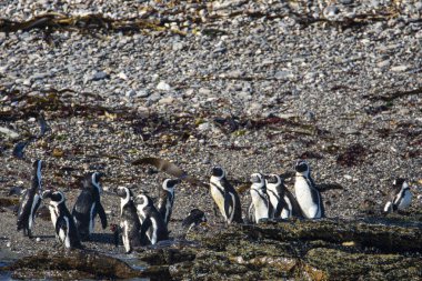 Afrika penguenleri, Spheniscus demersus, Halifax Adası 'nda, Namibya' nın Luderitz kasabası yakınlarında.