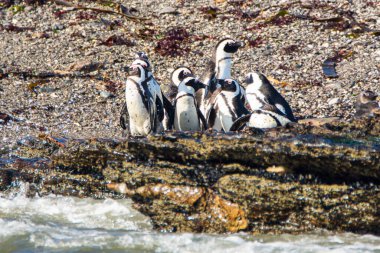 Afrika penguenleri, Spheniscus demersus, Halifax Adası 'nda, Namibya' nın Luderitz kasabası yakınlarında.