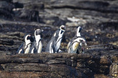 Afrika penguenleri, Spheniscus demersus, Halifax Adası 'nda, Namibya' nın Luderitz kasabası yakınlarında.