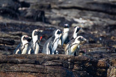 Afrika penguenleri, Spheniscus demersus, Halifax Adası 'nda, Namibya' nın Luderitz kasabası yakınlarında.