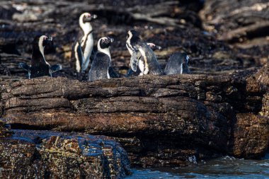 Afrika penguenleri, Spheniscus demersus, Halifax Adası 'nda, Namibya' nın Luderitz kasabası yakınlarında.
