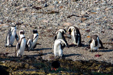 Afrika penguenleri, Spheniscus demersus, Halifax Adası 'nda, Namibya' nın Luderitz kasabası yakınlarında.