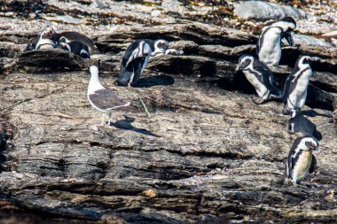 Afrika penguenleri, Spheniscus demersus, Halifax Adası 'nda, Namibya' nın Luderitz kasabası yakınlarında.
