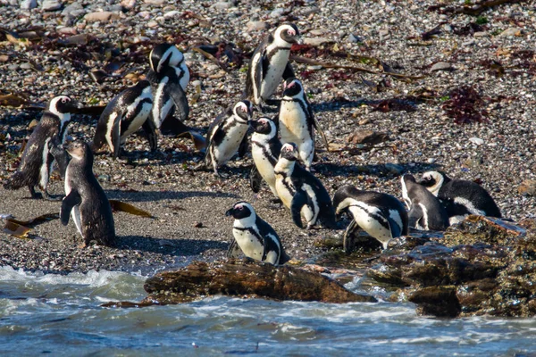 Afrikaanse Pinguïns Spheniscus Demersus Het Eiland Halifax Vlakbij Luderitz Stad — Stockfoto