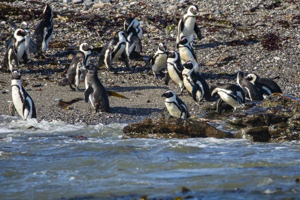 Pingouins Africains Spheniscus Demersus Sur Île Halifax Près Ville Luderitz — Photo