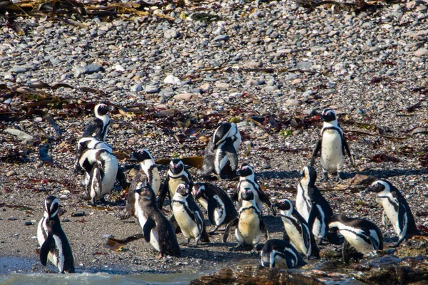 Pinguins Africanos Spheniscus Demersus Ilha Halifax Perto Cidade Luderitz Namíbia — Fotografia de Stock