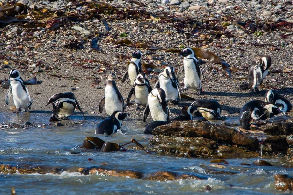 Afrikai Pingvinek Spheniscus Demersus Halifax Szigeten Luderitz Városához Közel Namíbiában — Stock Fotó