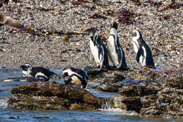 Pingüinos Africanos Spheniscus Demersus Isla Halifax Cerca Ciudad Luderitz Namibia — Foto de Stock