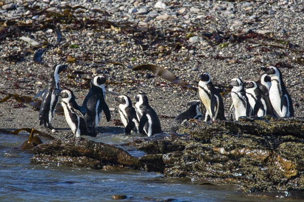 Afrikanska Pingviner Spheniscus Demersus Halifax Island Nära Luderitz Stad Namibia — Stockfoto
