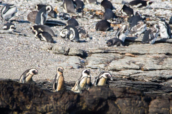 Afrikai Pingvinek Spheniscus Demersus Halifax Szigeten Luderitz Városához Közel Namíbiában — Stock Fotó