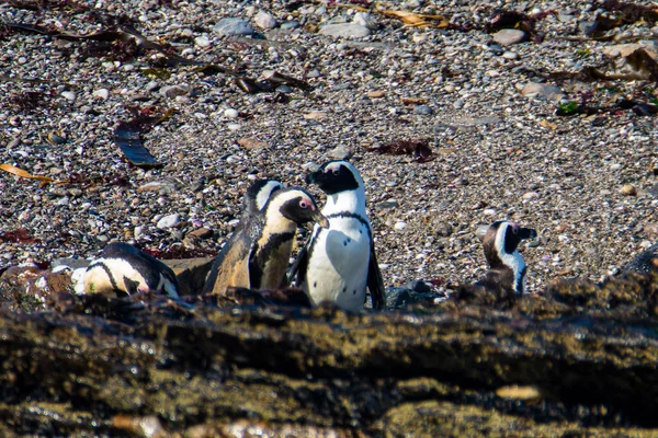 Pingwiny Afrykańskie Spheniscus Demersus Wyspie Halifax Niedaleko Miasta Luderitz Namibii — Zdjęcie stockowe