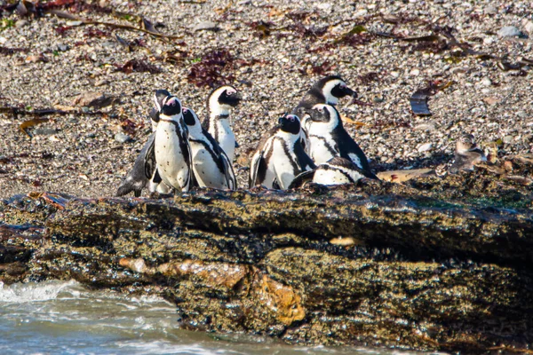 Африканские Пингвины Spfiscus Demersus Острове Халифакс Недалеко Города Людериц Штате Лицензионные Стоковые Изображения