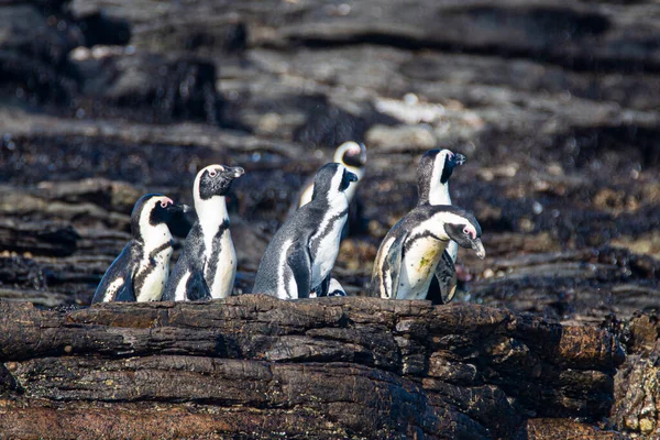 Африканские Пингвины Spfiscus Demersus Острове Халифакс Недалеко Города Людериц Штате Стоковое Изображение