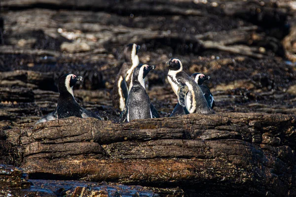 Африканские Пингвины Spfiscus Demersus Острове Халифакс Недалеко Города Людериц Штате Лицензионные Стоковые Фото