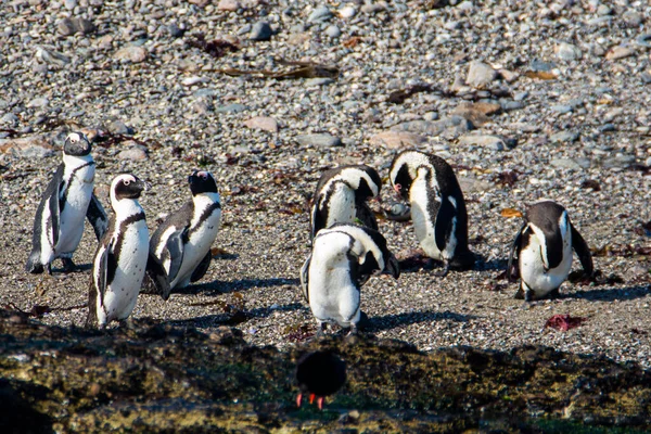 Африканские Пингвины Spfiscus Demersus Острове Халифакс Недалеко Города Людериц Штате Стоковое Изображение