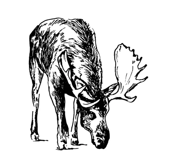 麋鹿的手绘草图 矢量说明 — 图库矢量图片#