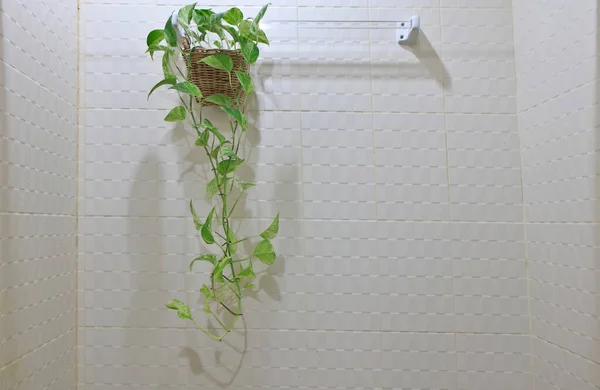 風呂場では観賞用の植物として使われることが多い — ストック写真