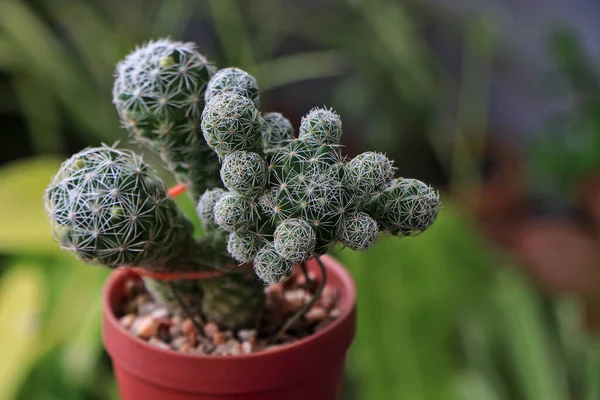 stock image Cactus Mammillaria gracilis will grow beautifully.