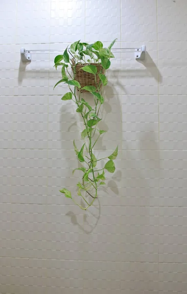 Asılı betel (Epipremnum aureum) sık sık hamamlarda süs bitkisi olarak kullanılır..