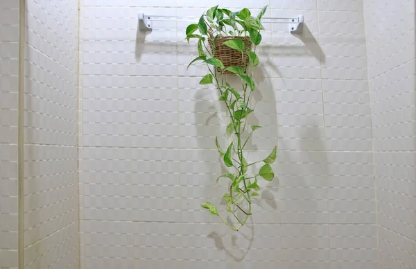 얼룩무늬 Epipremnum Aureum 욕실에서 사용되는 장식용 식물이다 산소를 — 스톡 사진