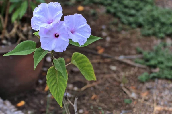 Sabah zaferi, bilimsel adı Ipomoea carnea Jacq, Amerika 'ya özgü bir çalılıktır. Ayrıca bitkisel tıbbi özellikleri de var..