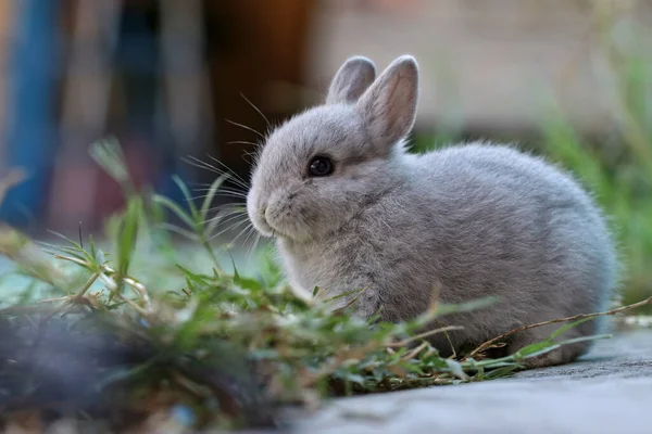 Netherland Lop Rabbits Having Fun Yard — стоковое фото