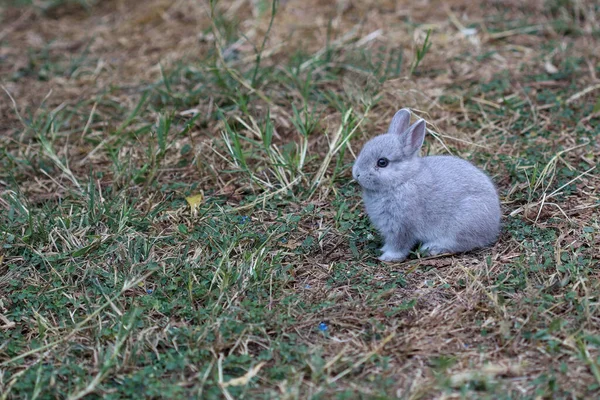 Los Conejos Bebé Divierten Hierba — Foto de Stock