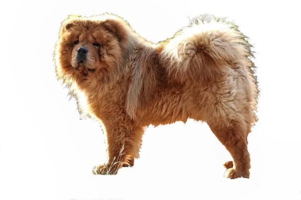Chow Chow dog standing on white background