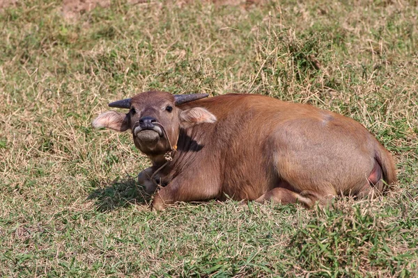 Brown buffalo lying on the grass in the open field.