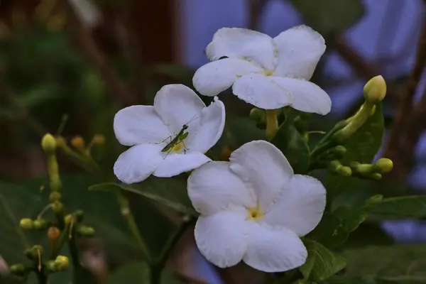 グラスホッパーは背景として緑の葉を持つ白い花にあたる — ストック写真