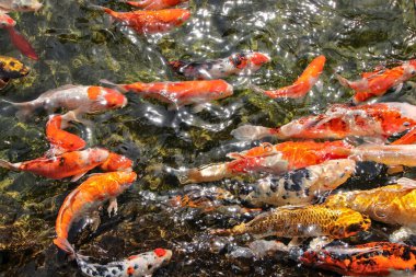 A large school of carps is swimming in the pond. The sunlight reflects off the water surface, sparkling beautifully. clipart