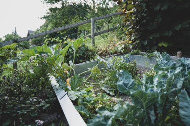 Bahçedeki karnabahar CO2 nötr ve ekolojik olarak büyür.