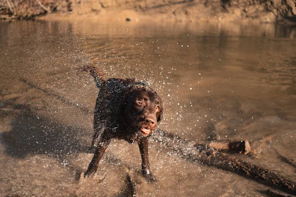 Mokrý Pes Třese Mokrou Srstí Dělá Legrační Obličej Labrador Vody — Stock fotografie