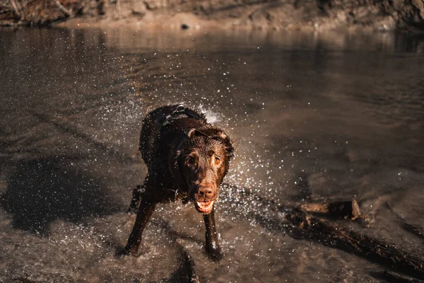 Wet dog shakes his wet fur and makes a funny face - Labrador by the water