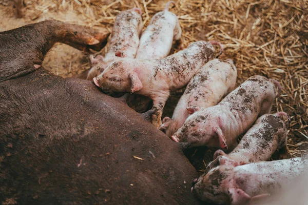 Freshly Born Baby Pigs Drink Milk Your Pig Mother Many — Fotografia de Stock
