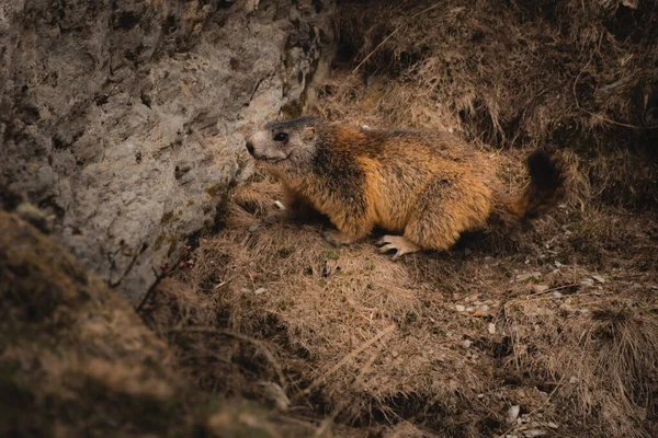 Marmot Een Berg Tussen Zwitserse Italiaanse Grens — Stockfoto