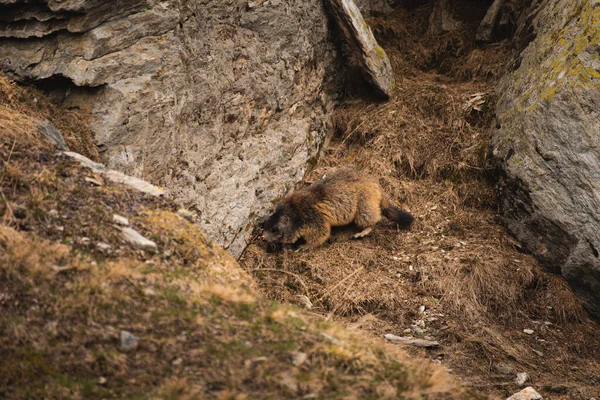 Marmota Numa Montanha Entre Fronteira Suíça Italiana — Fotografia de Stock