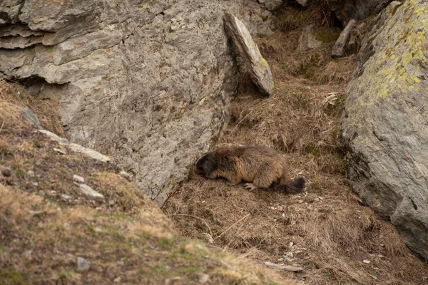 位于瑞士和意大利边境之间的一座山上的Marmot — 图库照片