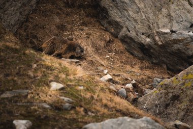 İsviçre ile İtalya sınırı arasındaki bir dağda dağ sıçanı.