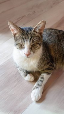 Tatlı Kör Kedi Portresi Engelli Gözleri Olmayan Sevimli Kedi