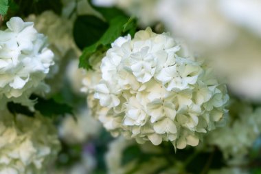 Beyaz Viburnum Ortanca Şubesini Kapat