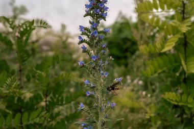 Echium Vulgare (ViperBugloss) ve Böceklerin Yakın Çekimi Vahşi Tozlaşma