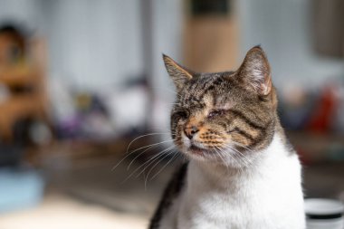 Hayvan barınağından Tatlı Kör Tekir Kedi