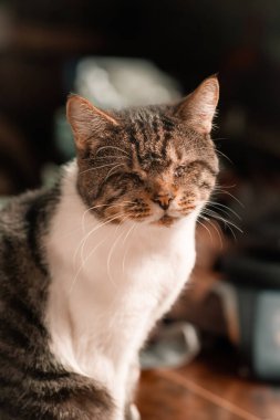 Hayvan barınağından Tatlı Kör Tekir Kedi