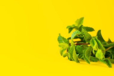 Taze Yeşil Nane Yaprakları Sarı Arkaplanda Yakın Çekim